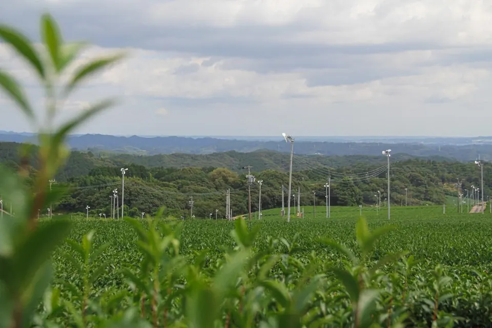 Tea fields stretching to wooded hills, with frost fans on tall poles